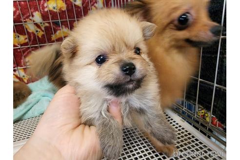 成約済の愛知県のポメラニアン-179607の15枚目