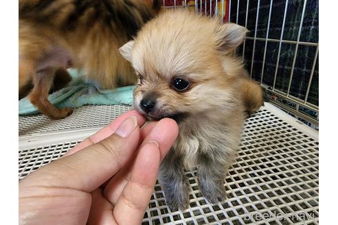 成約済の愛知県のポメラニアン-179607の14枚目