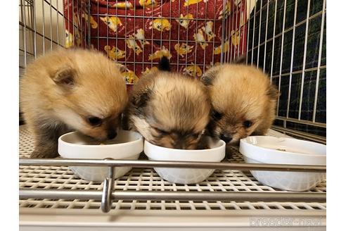 成約済の愛知県のポメラニアン-179607の13枚目