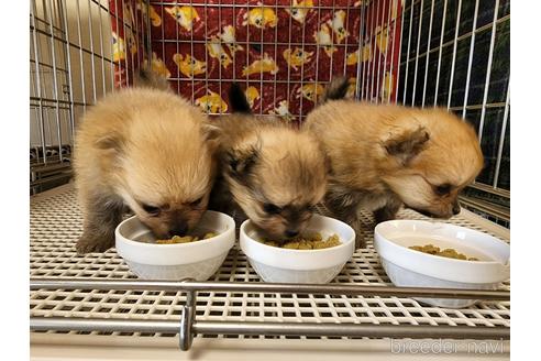 成約済の愛知県のポメラニアン-179607の12枚目