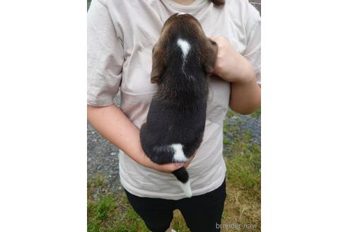 成約済の栃木県のビーグル-180536の8枚目