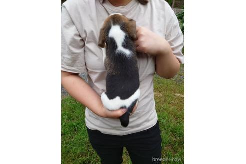 成約済の栃木県のビーグル-180539の9枚目