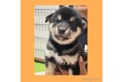 成約済の京都府の柴犬-180550の7枚目