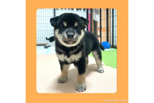 成約済の京都府の柴犬-180550の5枚目