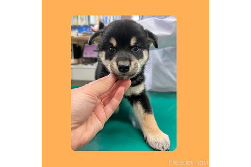 成約済の京都府の柴犬-180550の4枚目