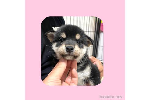 成約済の京都府の柴犬-180564の15枚目
