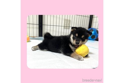 成約済の京都府の柴犬-180564の14枚目