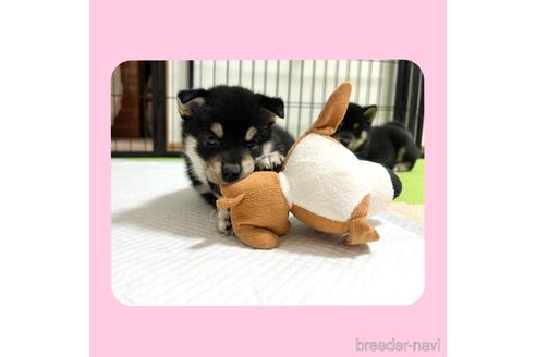 成約済の京都府の柴犬-180564の11枚目