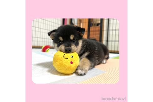 成約済の京都府の柴犬-180564の13枚目