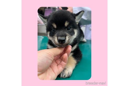 成約済の京都府の柴犬-180564の8枚目
