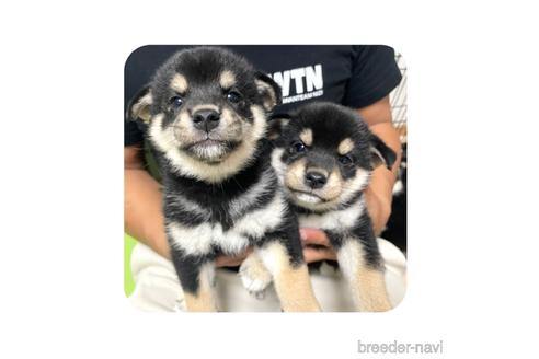 成約済の京都府の柴犬-180550の2枚目
