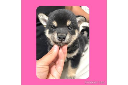 成約済の京都府の柴犬-180579の3枚目