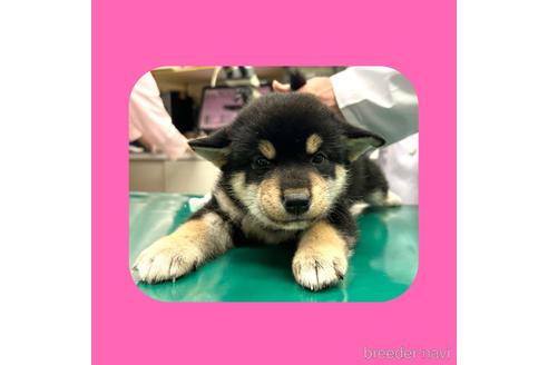 成約済の京都府の柴犬-180579の5枚目