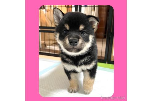 成約済の京都府の柴犬-180579の6枚目