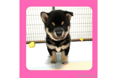 成約済の京都府の柴犬-180579の7枚目