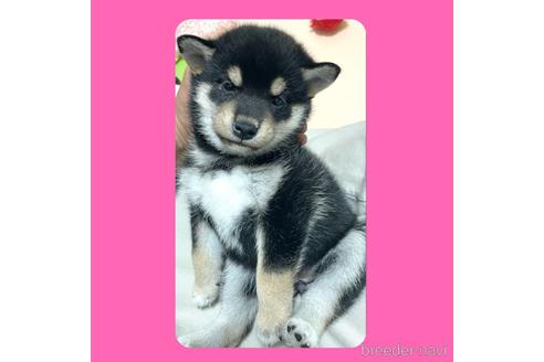 成約済の京都府の柴犬-180579の9枚目