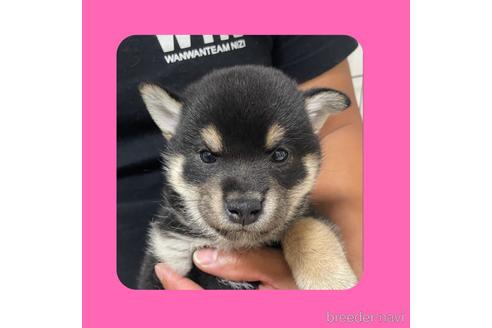 成約済の京都府の柴犬-180579の2枚目