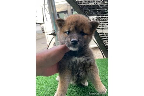 成約済の広島県の柴犬-174602の1枚目