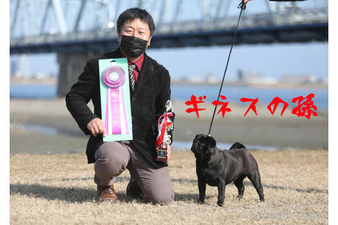 成約済の大分県のパグ-180610の6枚目