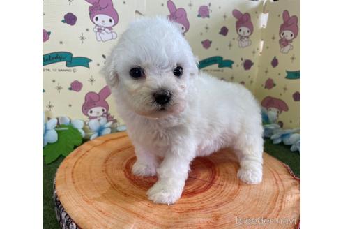 成約済の栃木県のビションフリーゼ-180611の2枚目