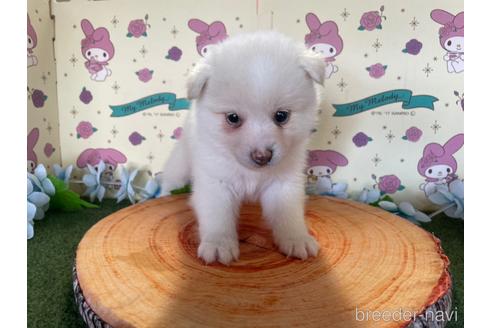 成約済の栃木県のミックス犬-180614の1枚目