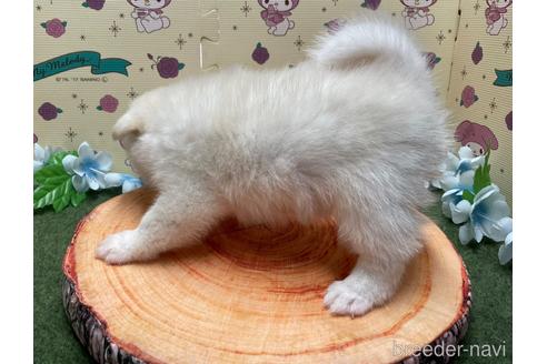 成約済の栃木県のミックス犬-180615の3枚目
