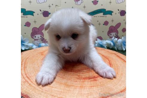 子犬