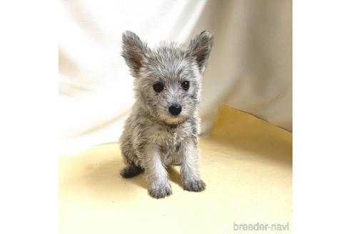 成約済の茨城県のミックス犬-176635の4枚目