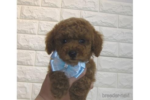 成約済の茨城県のトイプードル-180656の2枚目