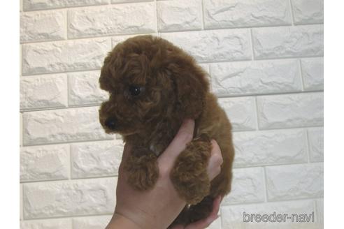 成約済の茨城県のトイプードル-180656の3枚目