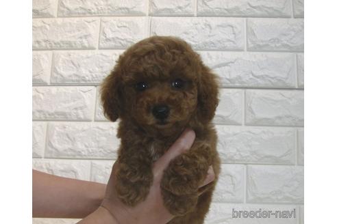 成約済の茨城県のトイプードル-180656の4枚目