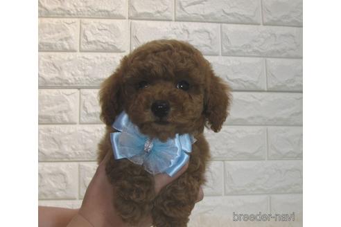 成約済の茨城県のトイプードル-180656の5枚目