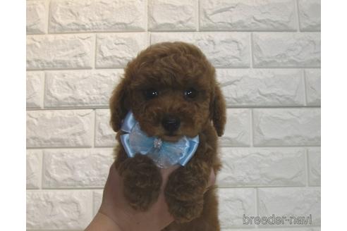 成約済の茨城県のトイプードル-180656の1枚目