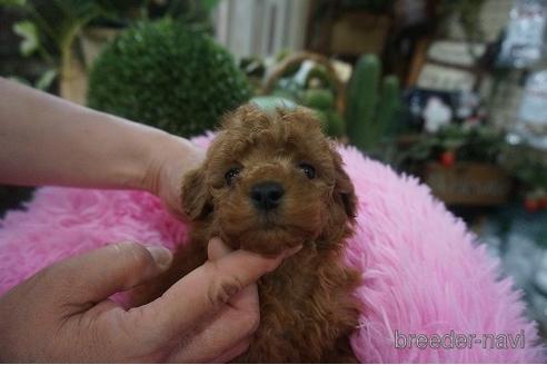 成約済の京都府のタイニープードル-178861の2枚目