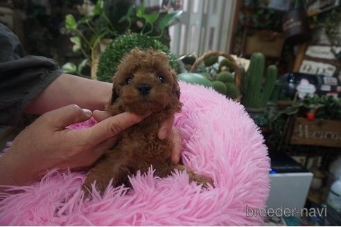 成約済の京都府のタイニープードル-178861の3枚目