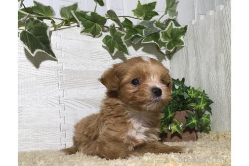 成約済の栃木県のマルプー:マルチーズ×トイプードル-180672の1枚目