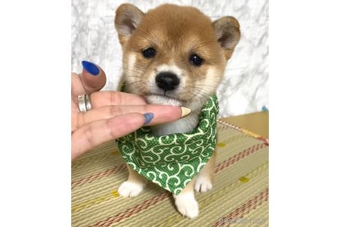 成約済の茨城県の豆柴-180654の4枚目