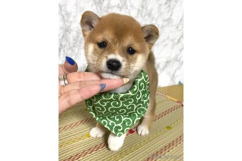 成約済の茨城県の豆柴-180654の2枚目