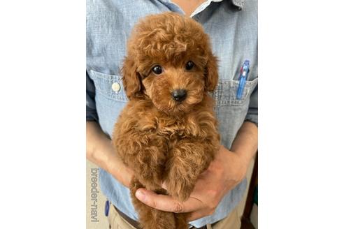 子犬