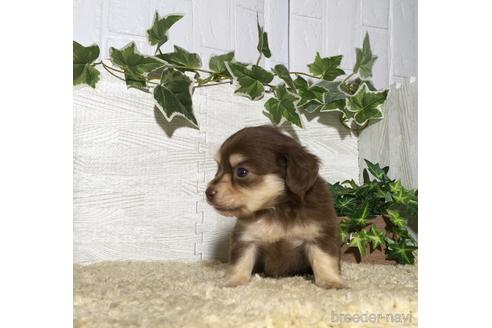 成約済の栃木県のチワックス:チワワ×ミニチュアダックスフンド-180678の3枚目