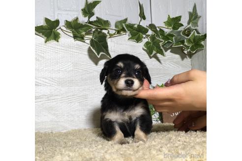 成約済の栃木県のチワックス:チワワ×ミニチュアダックスフンド-180680の1枚目