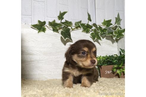 成約済の栃木県のミックス犬-180681の2枚目
