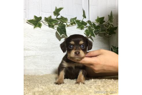 成約済の栃木県のミックス犬-180682の2枚目