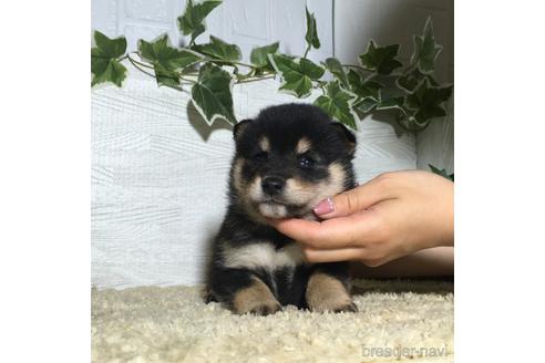 成約済の栃木県の柴犬-180690の1枚目