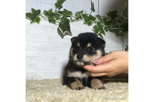 成約済の栃木県の柴犬-180690の2枚目