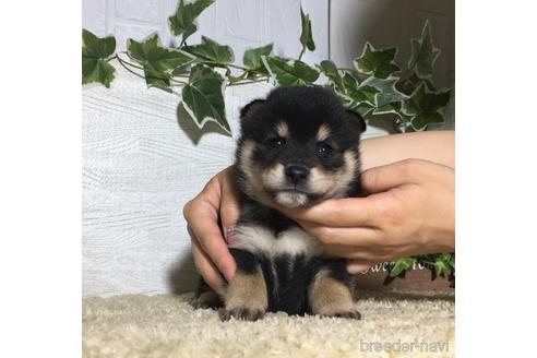 成約済の栃木県の柴犬-180690の3枚目