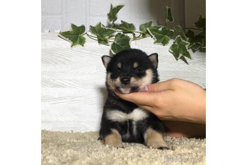 成約済の栃木県の柴犬-180691の3枚目