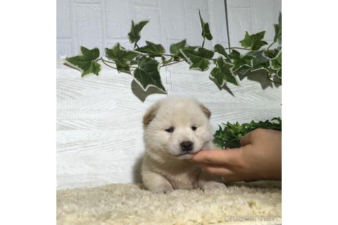 成約済の栃木県の柴犬-180692の5枚目