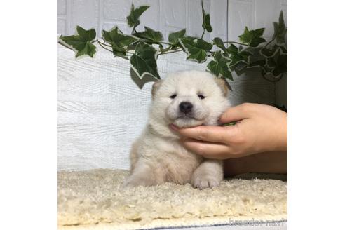 成約済の栃木県の柴犬-180692の6枚目