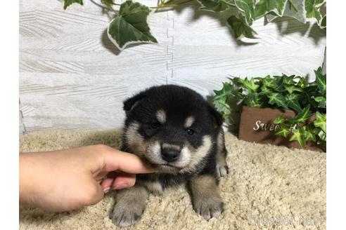 成約済の栃木県の柴犬-180693の5枚目